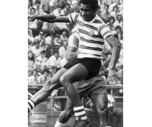 Manaca – Possante e polivalente